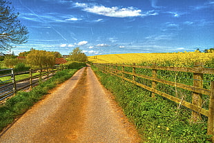 gray concrete road near yellow petaled flower field
