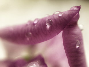 macro photography of water dew on finger tips