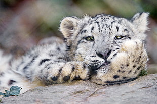 wildlife photography of white leopard HD wallpaper