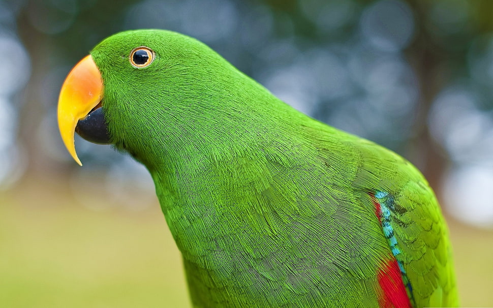 green and red lovebird in close up photography HD wallpaper