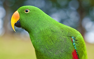 green and red lovebird in close up photography