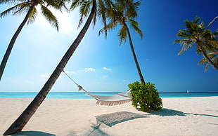 white hammock on beach
