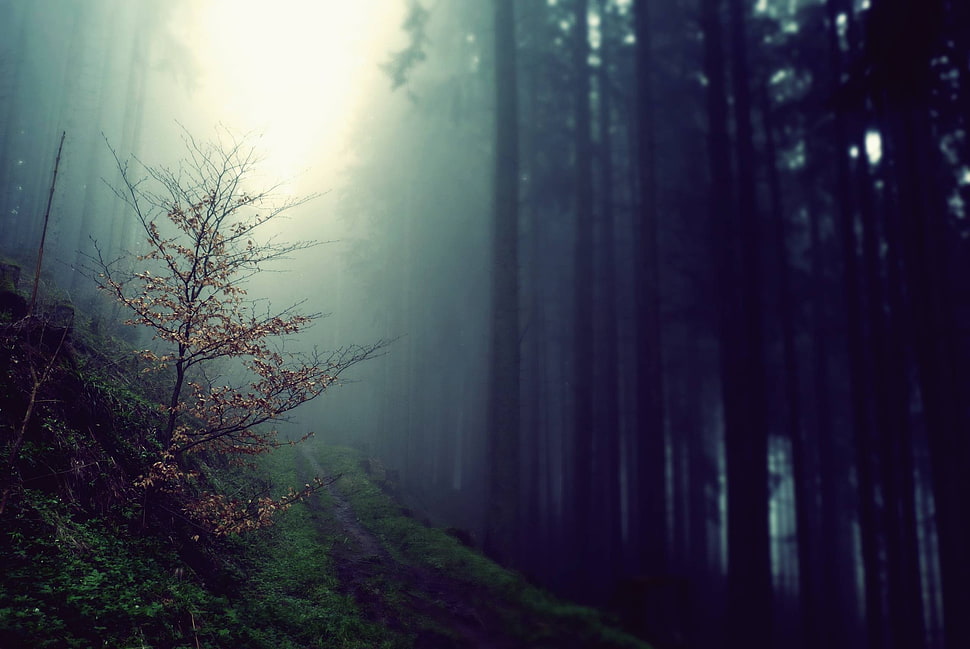 pink leaf plants, trees, forest, nature, mist HD wallpaper
