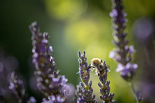 tilt shift lens photography of honeybee on purple flower