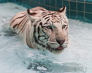 tiger on water HD wallpaper