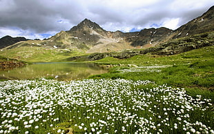 white flower field near rocky mountain wallpaper, landscape, mountains, flowers