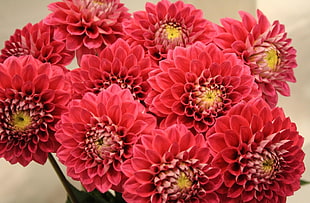 red Dahlia flowers