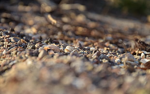 gray and brown stones, depth of field, macro, seashell, ground