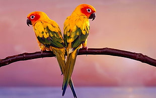 two Sun Parakeets HD wallpaper