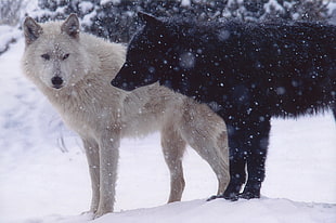 two black and white wolves, wolf, animals HD wallpaper