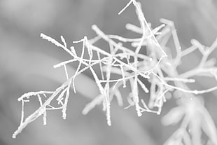 selectorized photography of frosted tree branch HD wallpaper