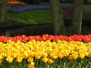 yellow and red rose fields, tulips