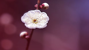 white-pink cherry blossom HD wallpaper
