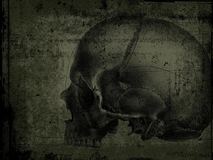 gray skull artwork, skull