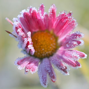 pink Aster flower in bloom close-up photo
