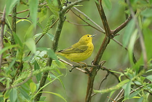 yellow bird on tree branch, horicon marsh