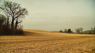 photo of dry yellow field, menzingen, menzingen