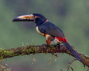 Aracari bird standing on tree branch HD wallpaper