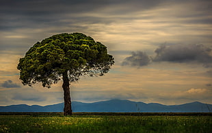 green leaf tree planted in front of grass field under sunset