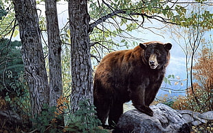bear on gray rock HD wallpaper
