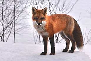 red Fox on white snowy ground