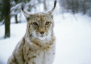 white and brown tiger on snow covered field
