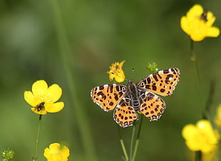 photo of brown and black butterfly on yellow flower