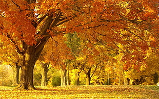 Mapple trees during autumn photo