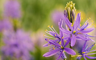 shallow focus on purple and yellow flowers