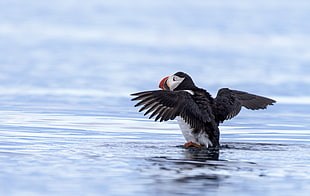 puffin bird spreading its wings, svalbard