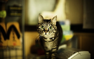 brown tabby cat, cat, animals, blurred, green eyes HD wallpaper