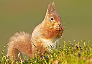 brown squirrel on green yard, red squirrel