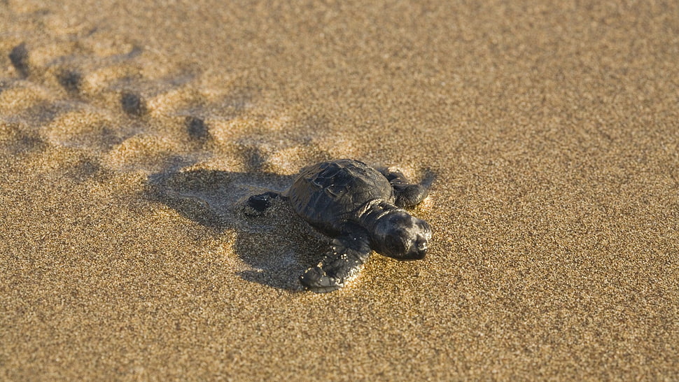gray turtle, turtle, sand, animals HD wallpaper