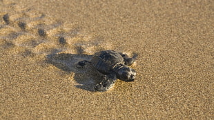 gray turtle, turtle, sand, animals