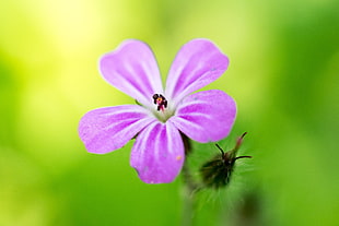 purple petaled flower, flowers, macro, closeup
