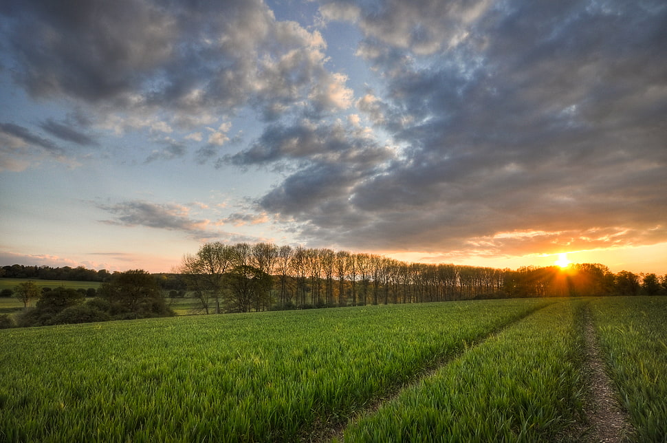 green crop field scenery during sunset HD wallpaper