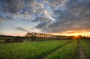green crop field scenery during sunset