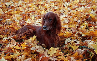 adult Irish Red Terrier lying on maple leaves during daytime
