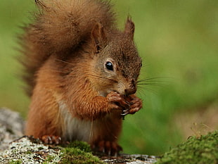 closeup photography of Squirrel eating nut