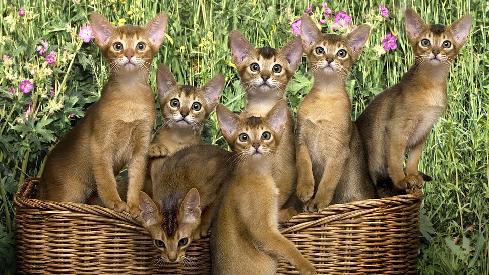 short-fur brown cats HD wallpaper