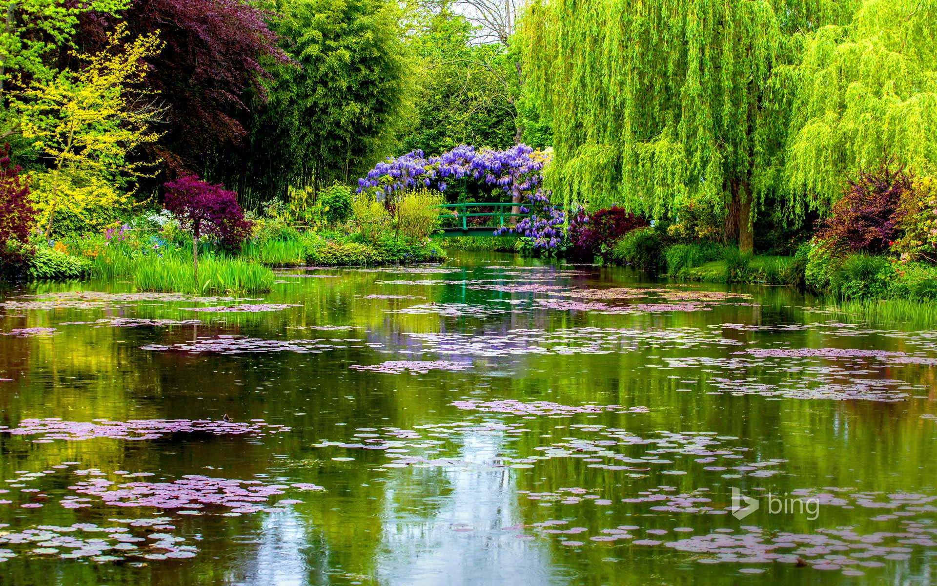 river in between green trees