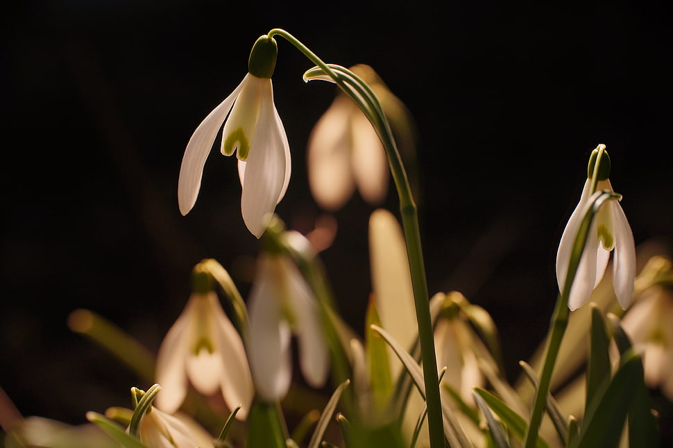focus photography white petal flower HD wallpaper
