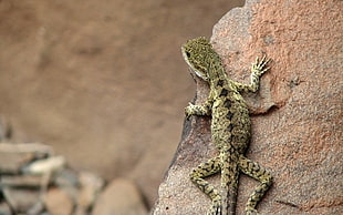 brown and black lizard, lizards