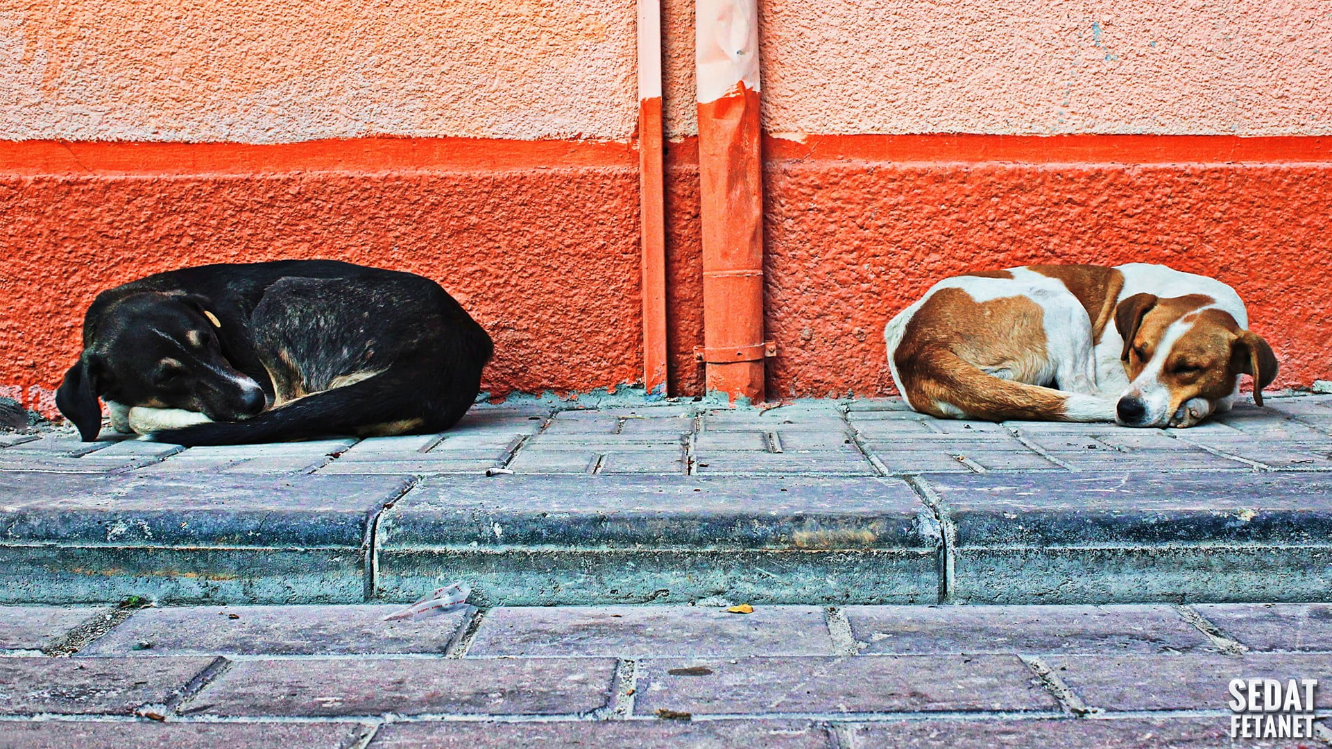white and black dogs, dog, animals, street, wall