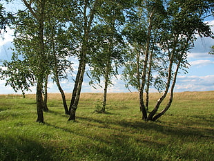 green trees surrounded by grass