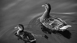 grayscale photo of duck and duckling