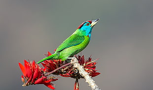 green and blue bird perched on red flower at daytime, blue-throated barbet
