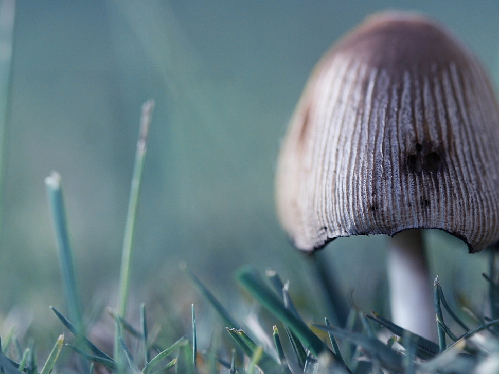 brown mushroom in close up photo HD wallpaper