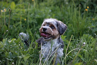black and white short coated dog, dog, happy, grass