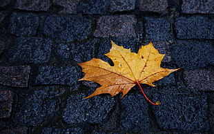 brown maple leaf, macro, leaves, pavements, wet street